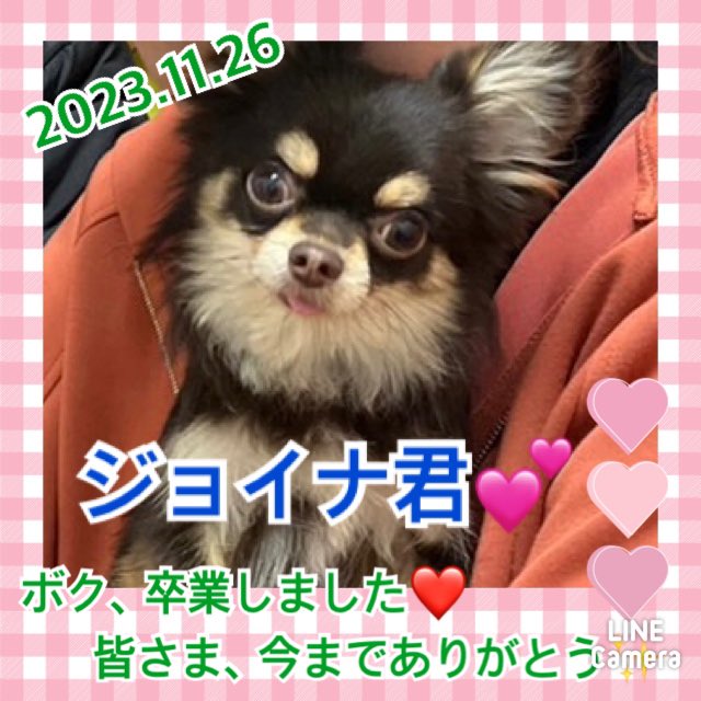 【運命の赤い糸見～つけた💓チワワのジョイナ君💕、トイプードルの鶴ちゃん💕】2023,11,26